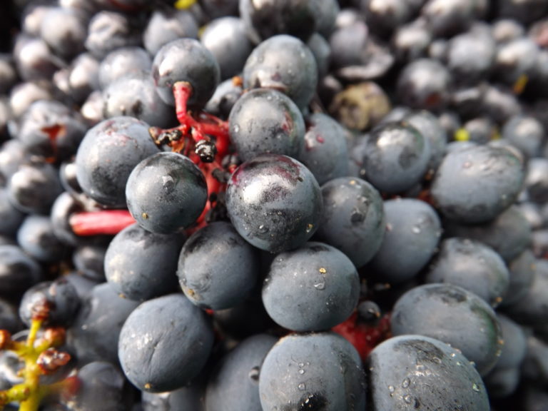 Anlegen eines Jungfeldes – Geburtsstunde eines neuen Weinbergs